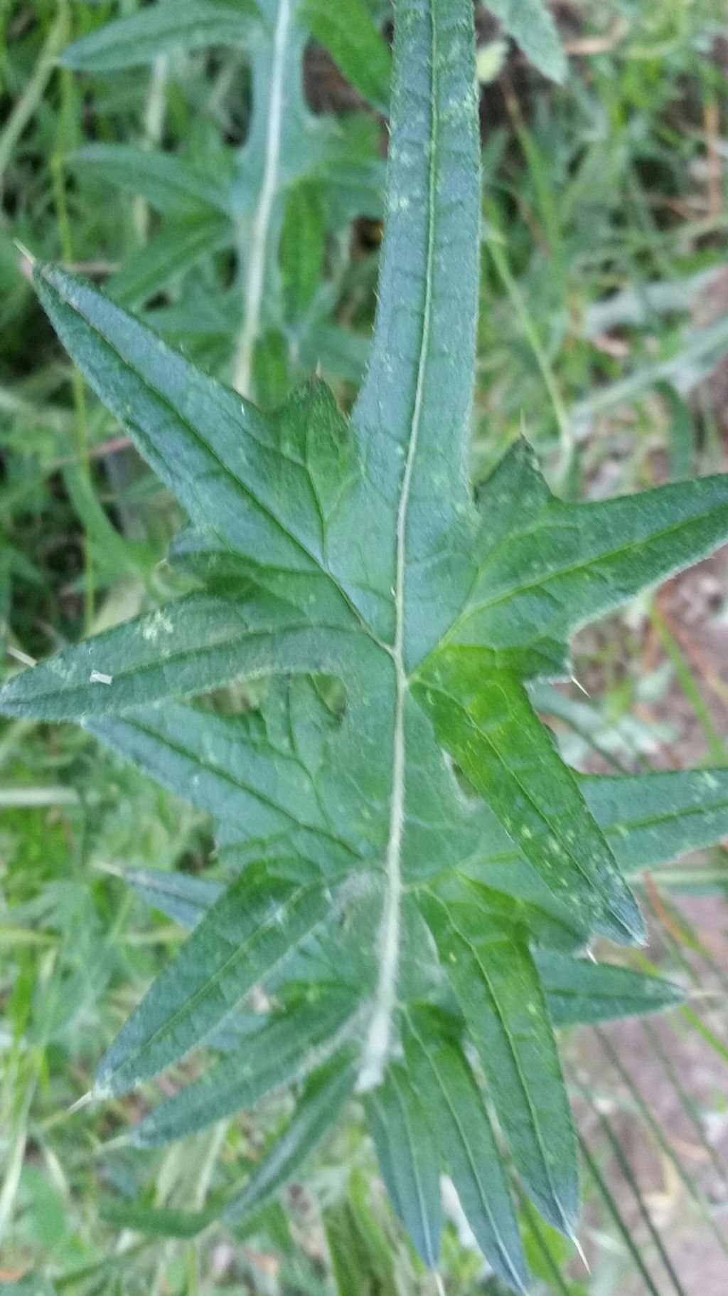 Cirsium vulgare